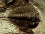 Trilobitter